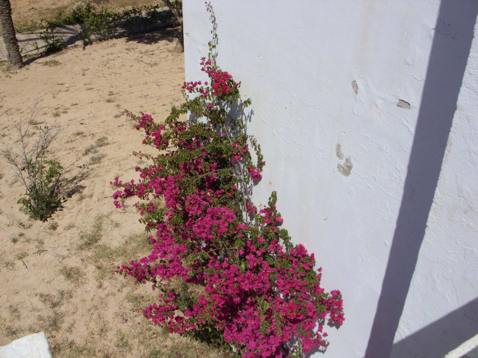 Außenwand Bungalow Hotel El Mouradi Djerba Menzel