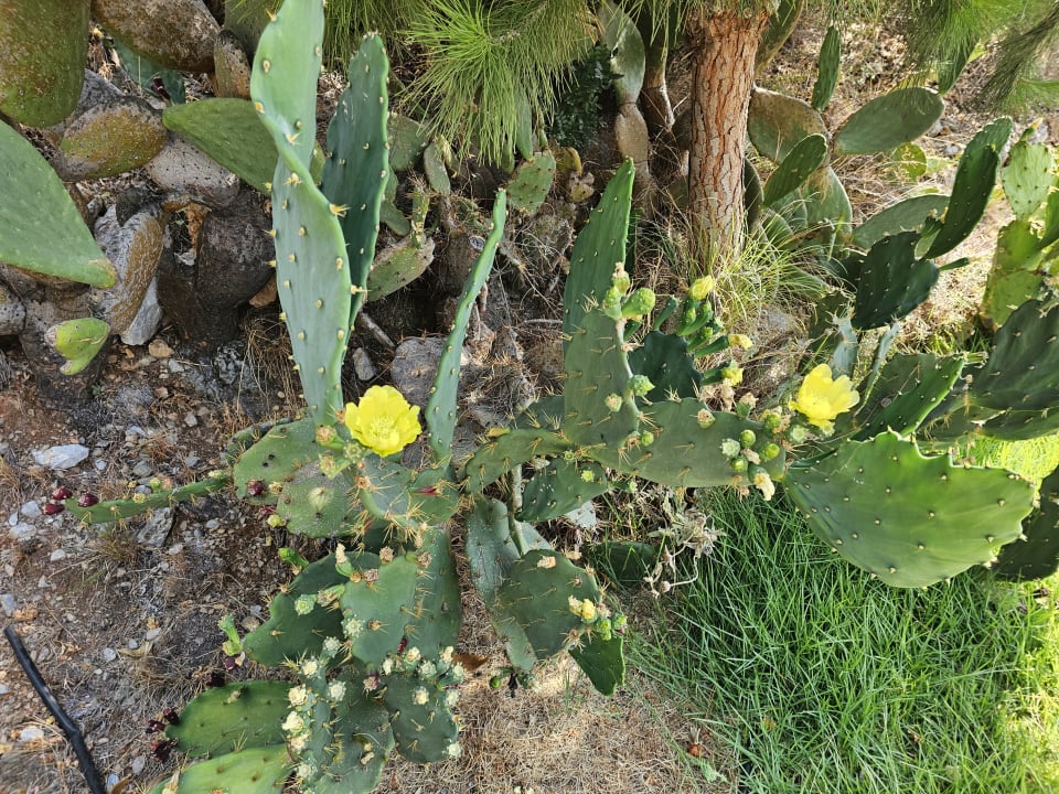 Gartenanlage TUI BLUE Seno - Adults Only