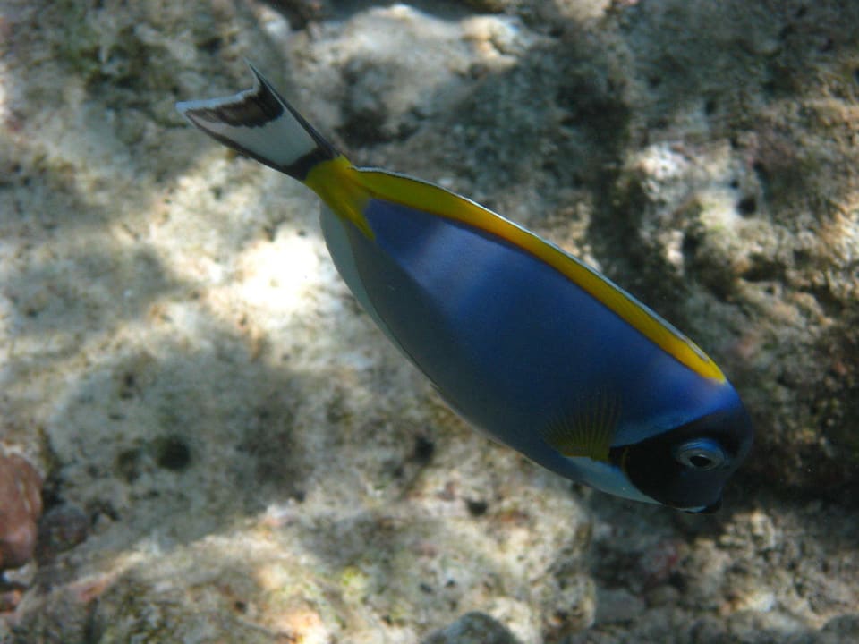 Unterwasserwelt am Hausriff NH Collection Maldives Reethi Resort