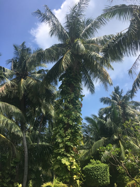 Strand Adaaran Select Meedhupparu Island Resort - Premium All Inclusive