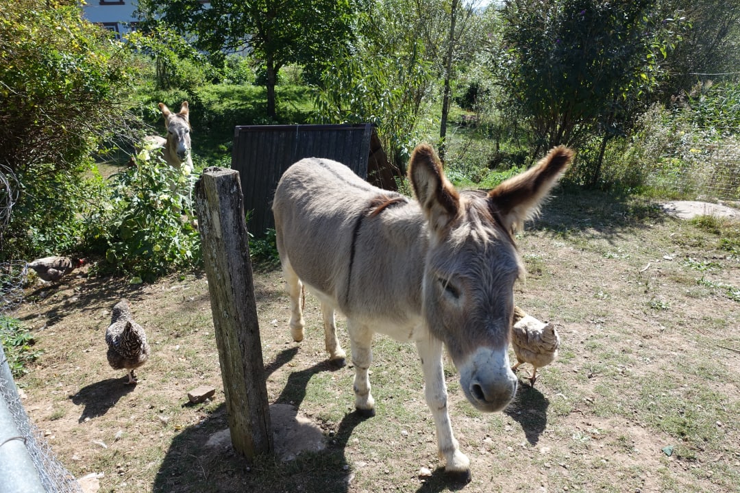 Gartenanlage S'Fleckli Bioland Ferienbauernhof
