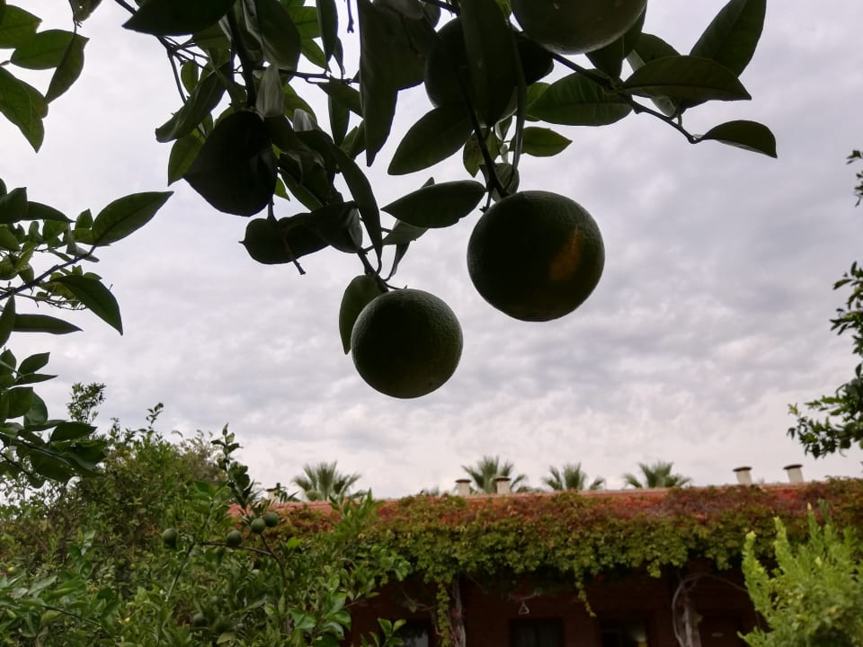 Gartenanlage Can Garden Beach