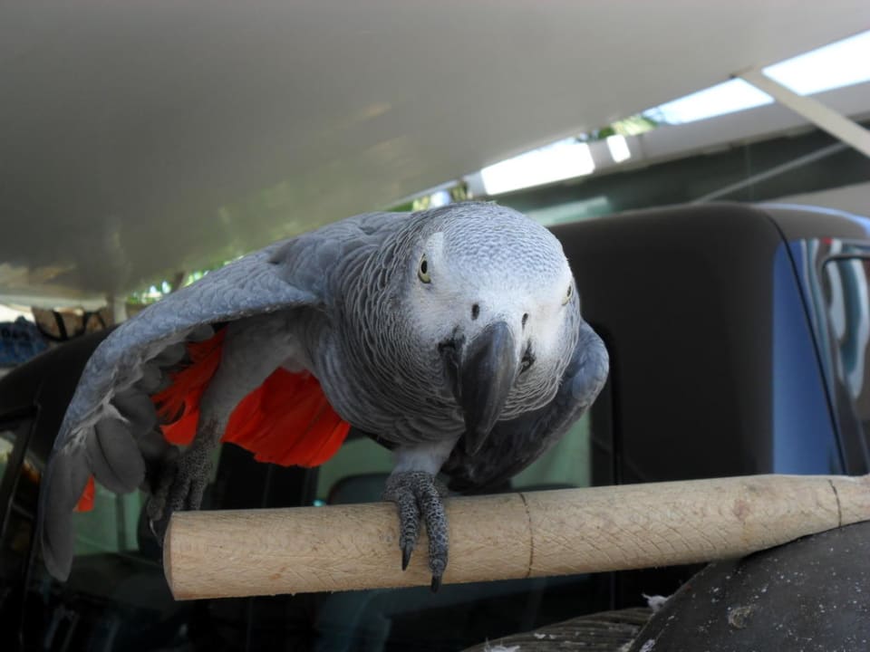 Jakob Hotel Orfeus Park