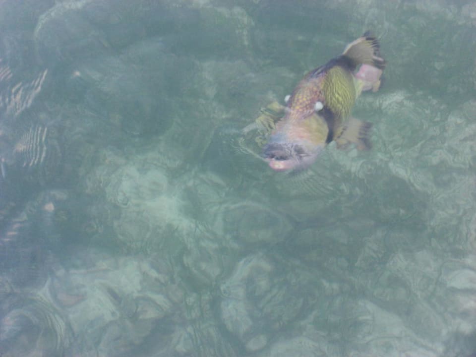 Böser Fisch  Kuredu Island Resort & Spa