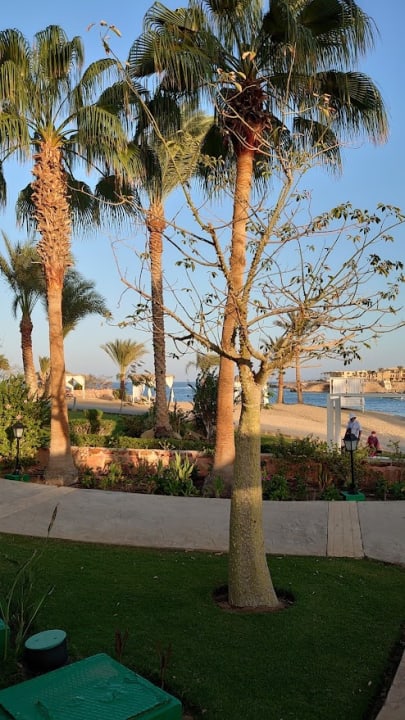 Gartenanlage Steigenberger Coraya Beach - Adults only