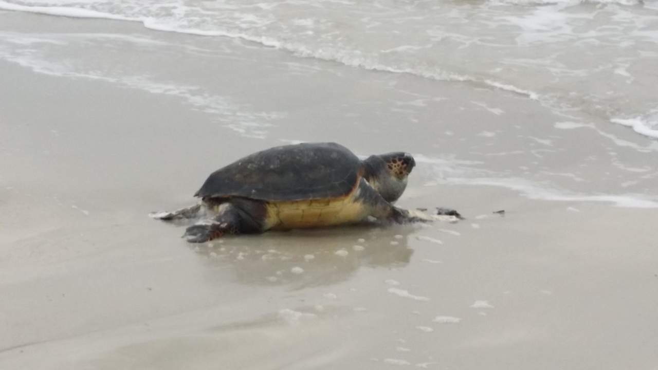 Besucher des Strandes  Hotel El Mouradi Djerba Menzel