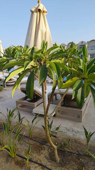 Gartenanlage SUNRISE Anjum Resort Marsa Alam