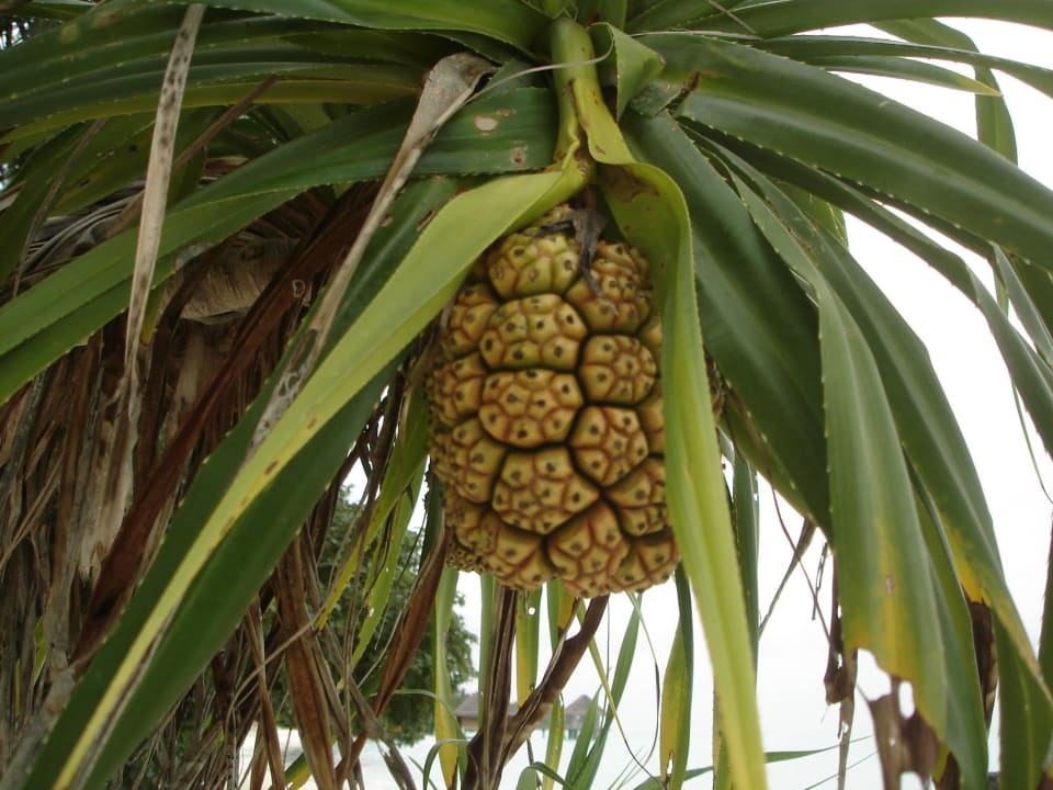 Frucht Kuramathi Maldives