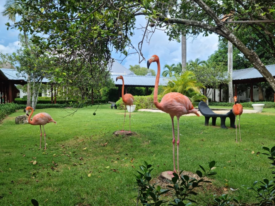 Gartenanlage Secrets La Romana Resort & Spa - Adult Only