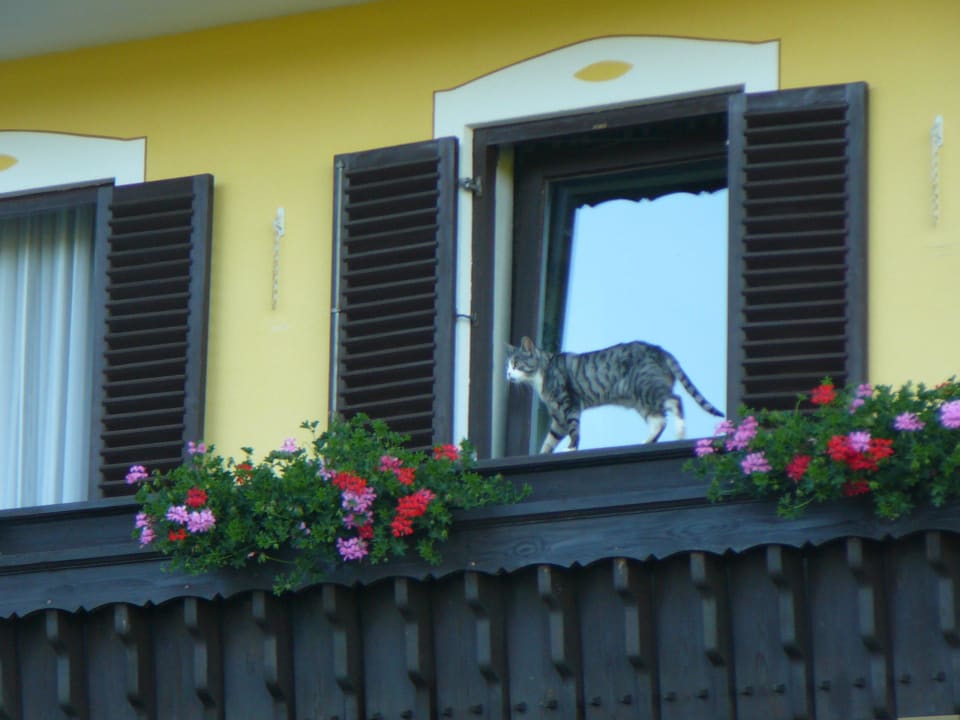 Balkon mit Katze Jet Bauernhof Stoaberer