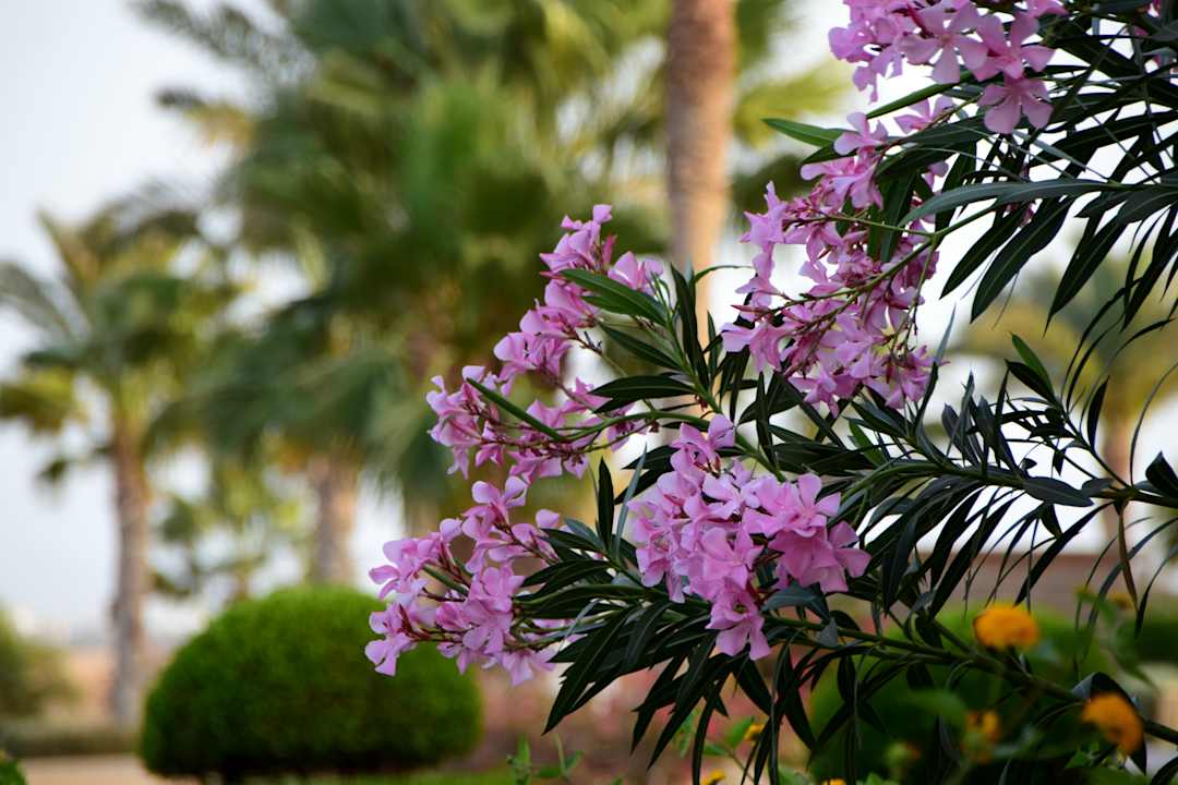 Gartenanlage Wadi Lahmy Azur Resort