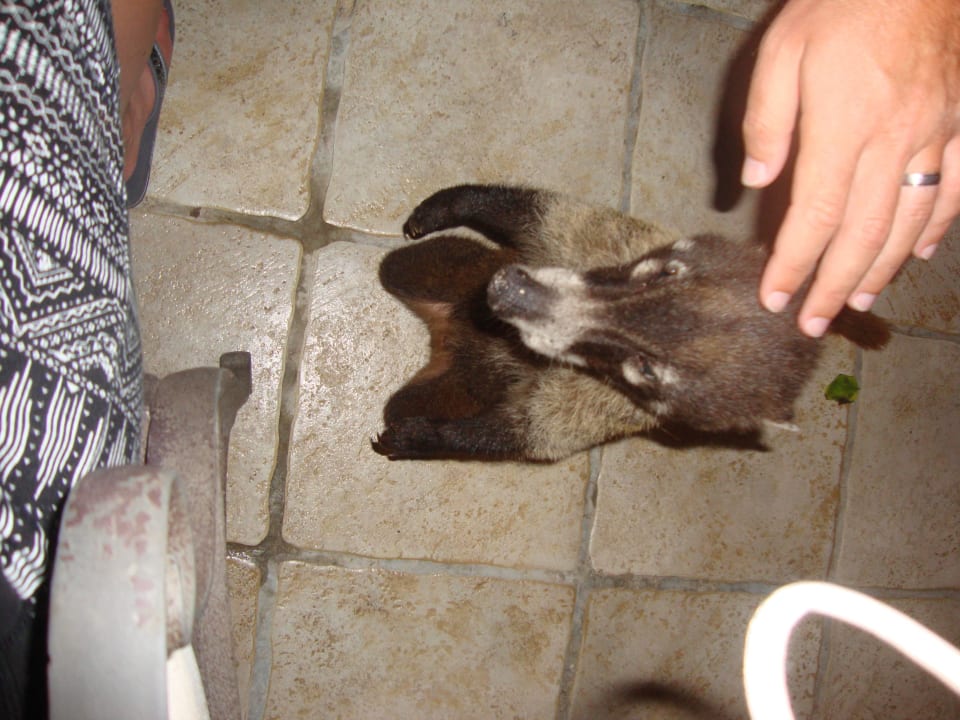 Hotel Catalonia Playa Maroma Catalonia Playa Maroma