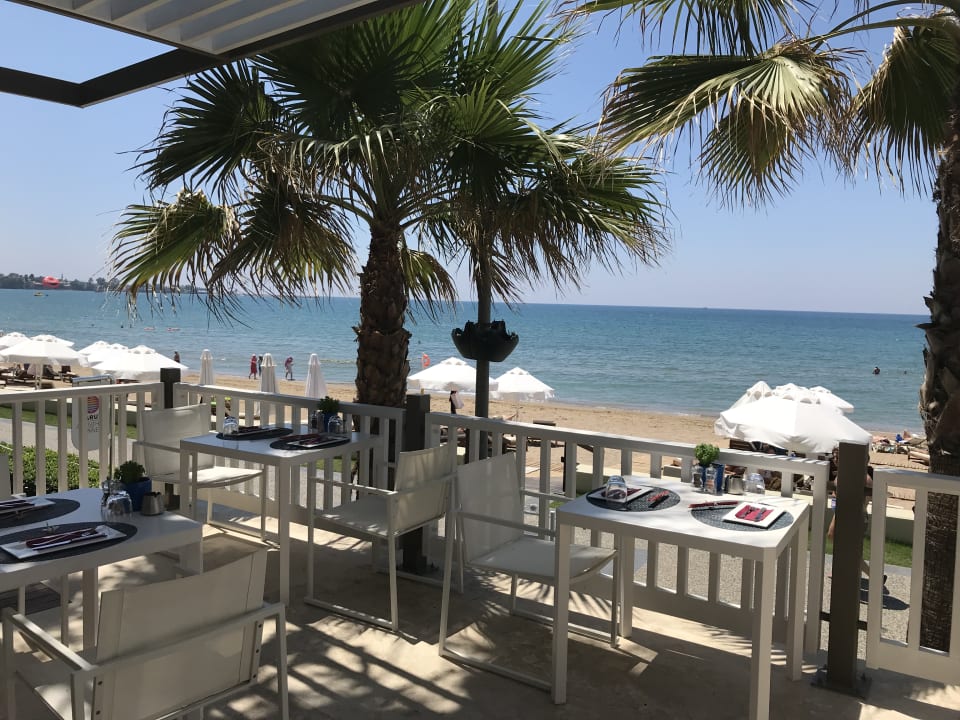 Gastro Acanthus Cennet Barut Collection