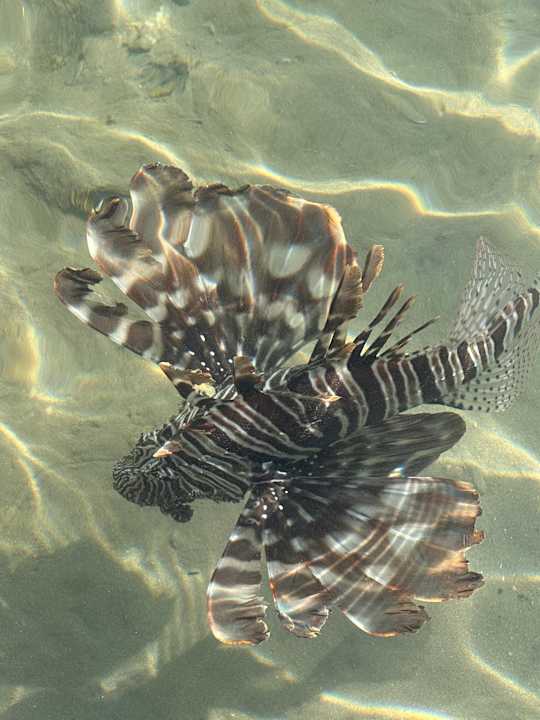 Sonstiges Steigenberger Coraya Beach - Adults only