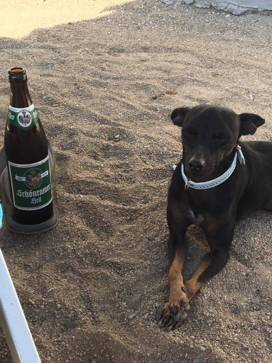 Bierwachhund Mandel Residence