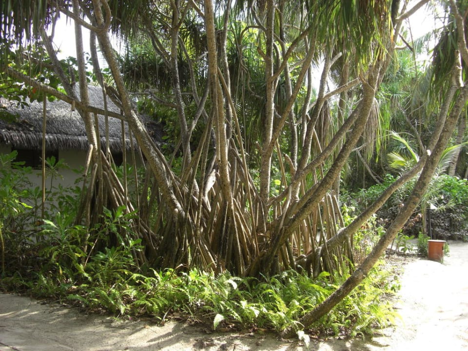 Vegetation  LUX South Ari Atoll