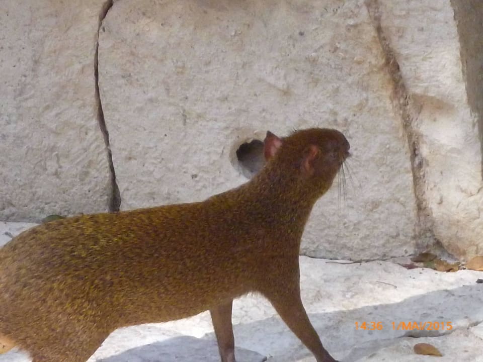 Auch diese Tiere gibt es dort Catalonia Royal Tulum Beach & Spa Resort - Adults only