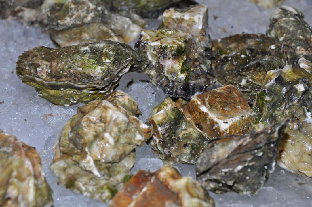 Austern ROBINSON QUINTA DA RIA