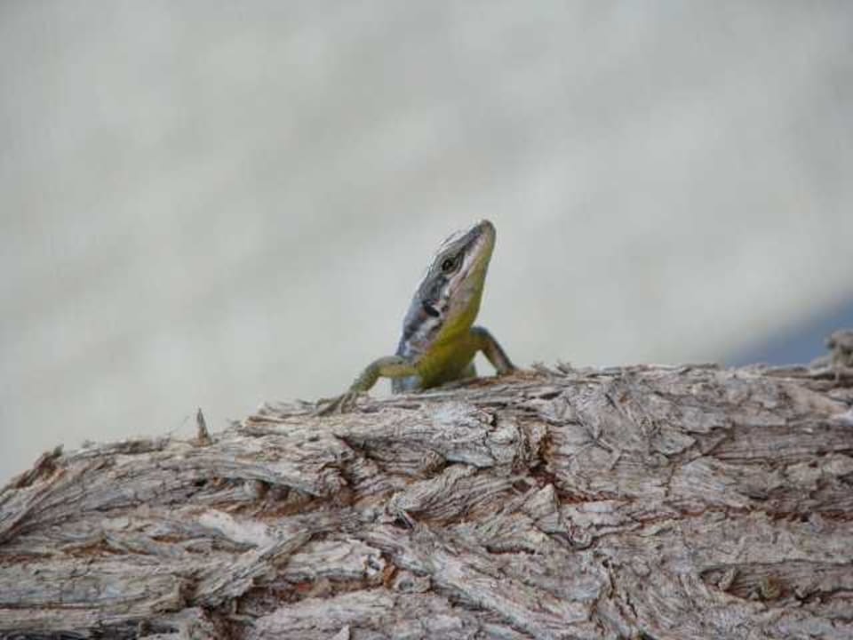 Tierischer Besuch Ali Bey Club