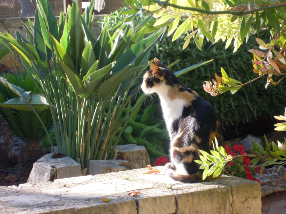 Katze Phãea Cretan Malia