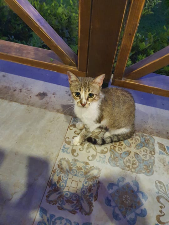 Sonstiges TUI KIDS CLUB Felicia Village