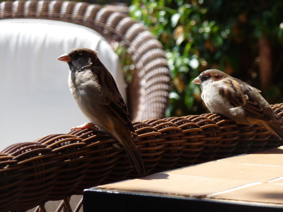 Hungrige Gesellen auf den Ruhebänken bei der Bar Fuerte Conil-Resort