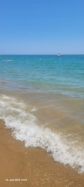 Strand Seashell Vega