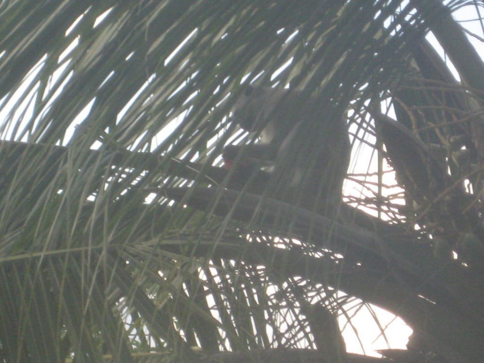 Diebischer Affe mit meinen Keksen vorm Balkon Diani Sea Resort