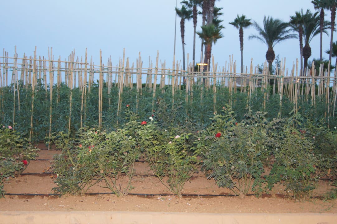 ... Hipotels Mediterraneo Club