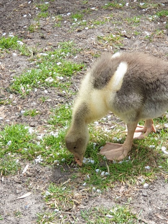 Gartenanlage Ferienbauernhof Liesenberg mit Meerblick