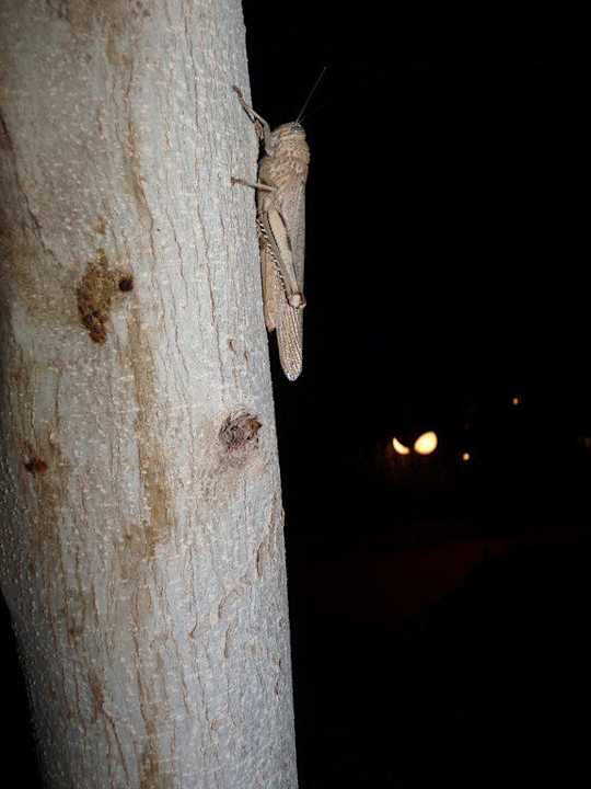 Zirp Zirp Riviera Aqua Park Resort