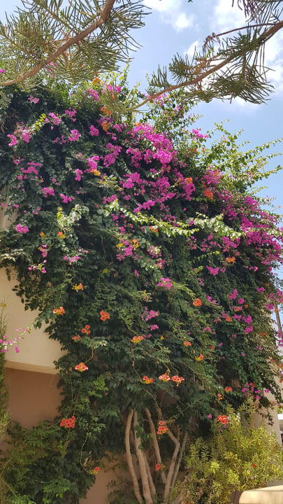 Gartenanlage Phãea Cretan Malia