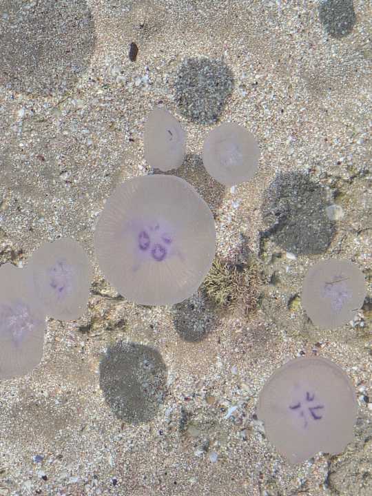 Strand Baron Palace Sahl Hasheesh