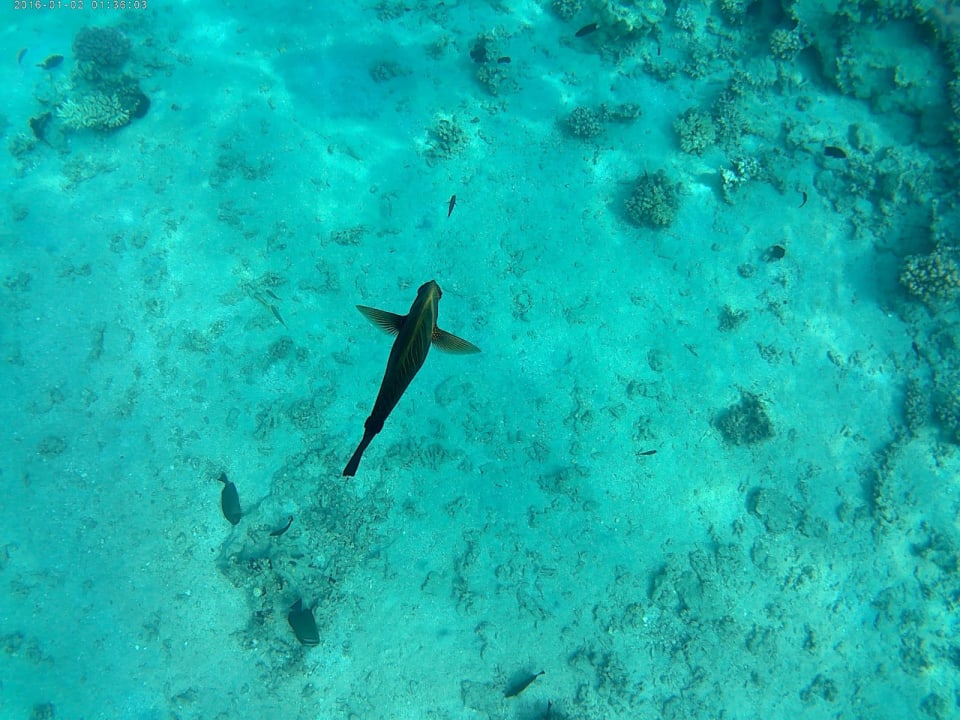 Sport & Freizeit Jaz Makadi Saraya Resort