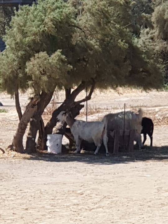 Gartenanlage Apollonia Beach Resort & Spa