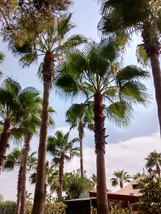 Gartenanlage Hotel Miramare Beach