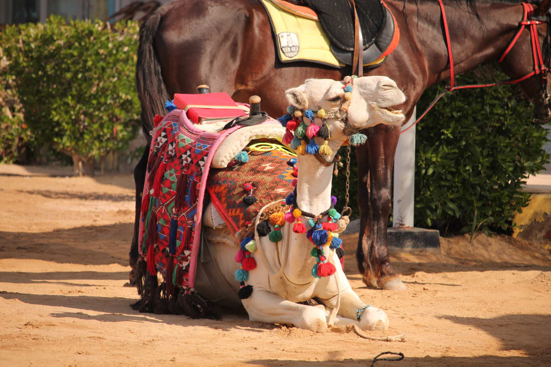 Sonstiges Pickalbatros Dana Beach Resort - Hurghada