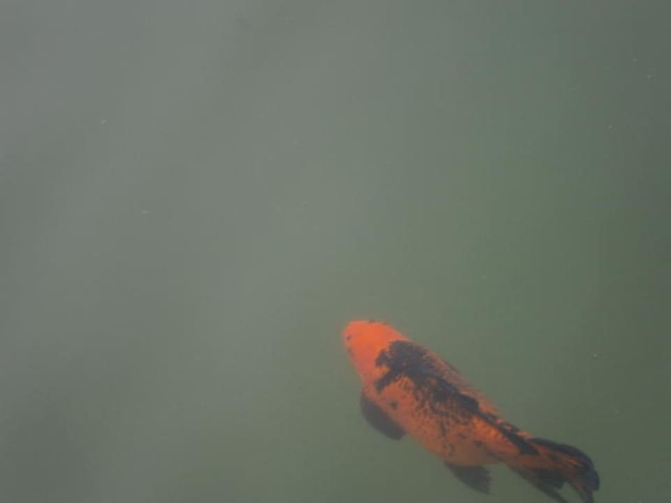 Fisch Sueno Hotels Golf Belek