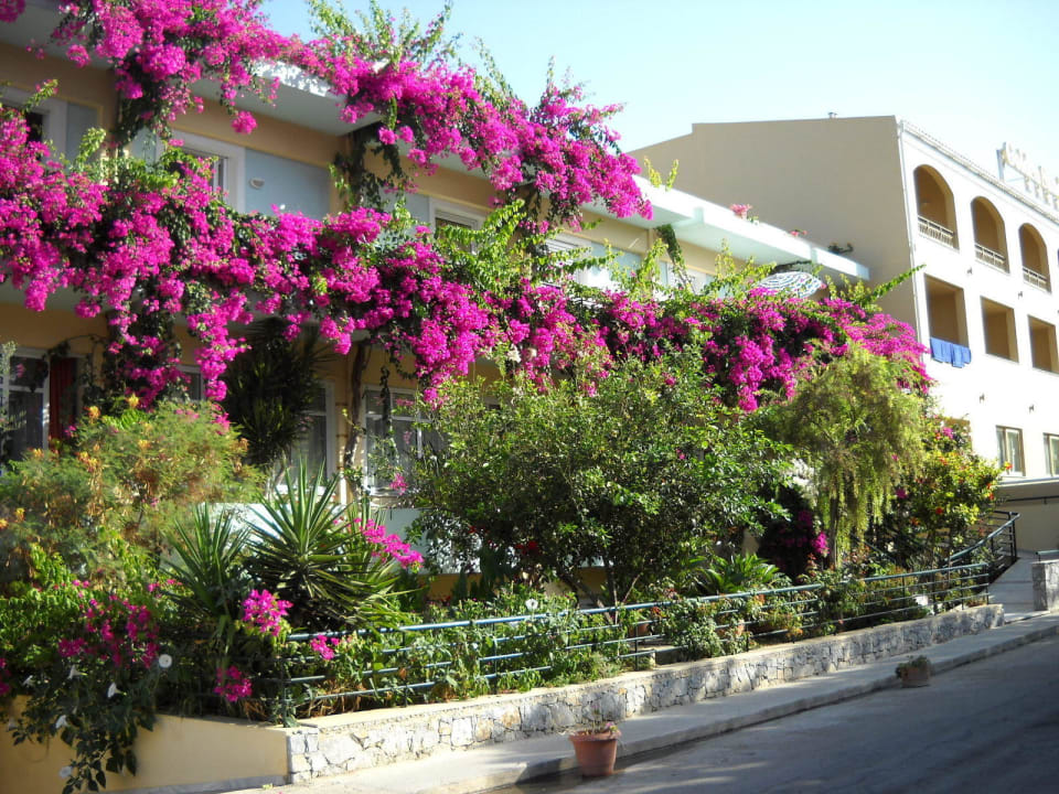 Dedalos beach Hotel Dedalos Beach