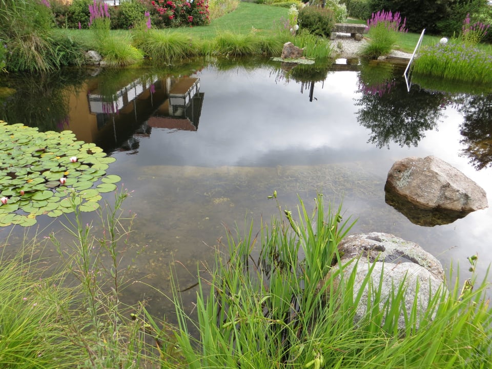 Badeteich mit Fröschen Landhotel Larenzen