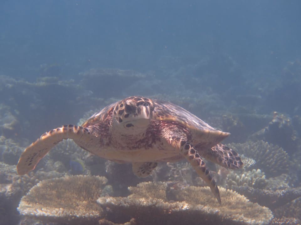 Hotel Meeru Island Resort Meeru Maldives Resort Island