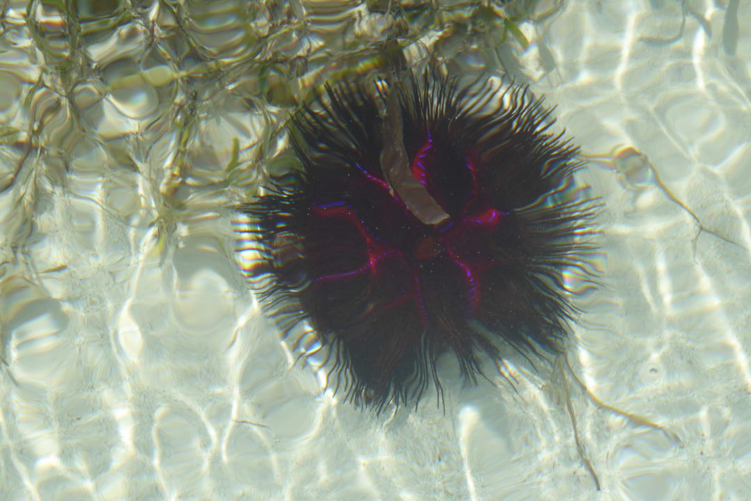 Strand Neptune Paradise Beach Resort & Spa