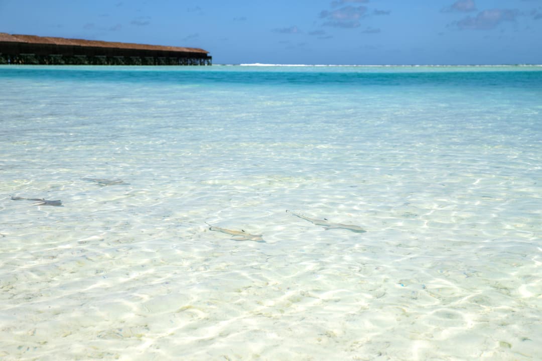 Strand Meeru Maldives Resort Island
