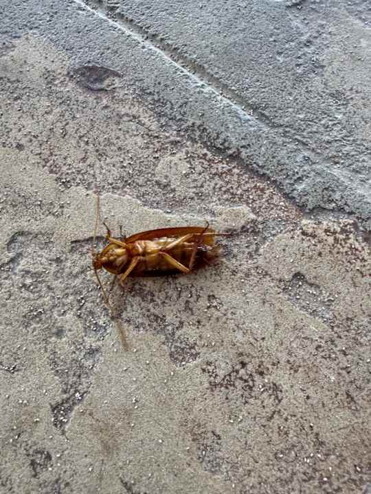 Zimmer AHG Waridi Beach Resort & Spa