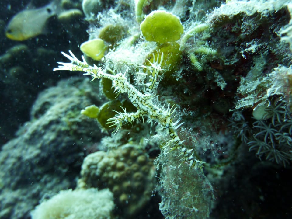 Geisterfetzenfisch Hotel Coral Garden