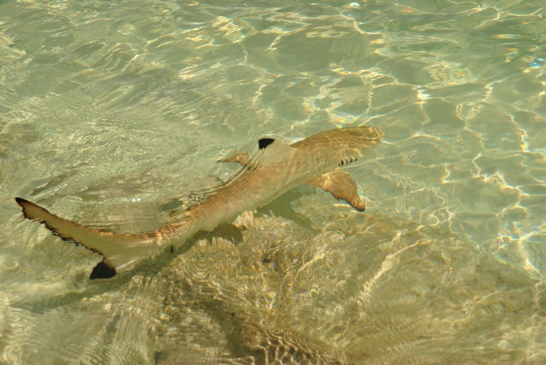 Hai Kuramathi Maldives