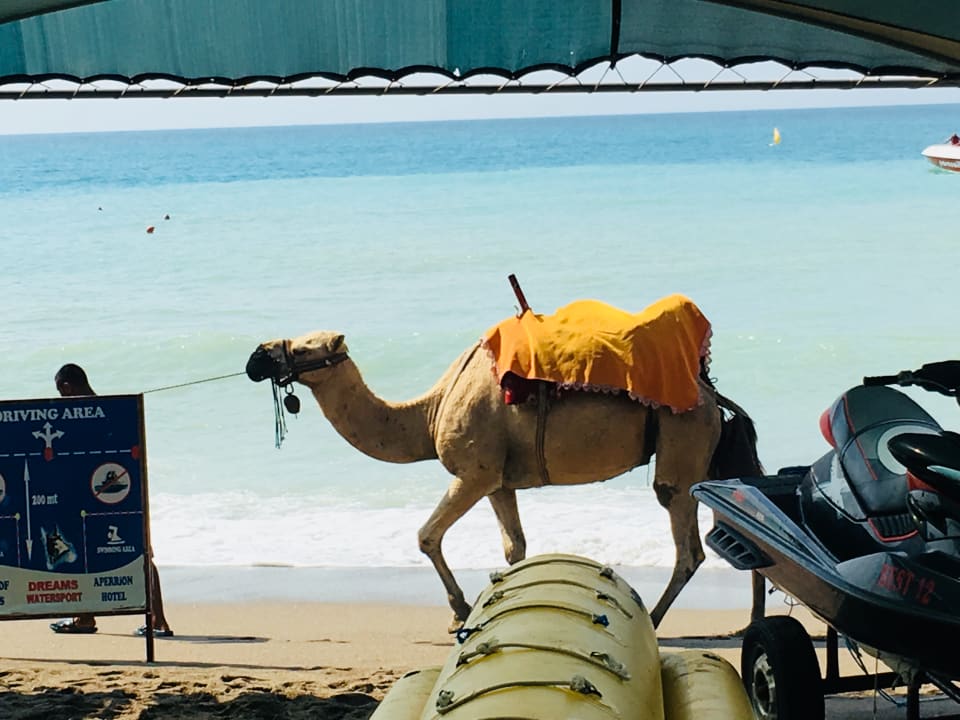 Strand Seaden Sea Planet Resort & Spa