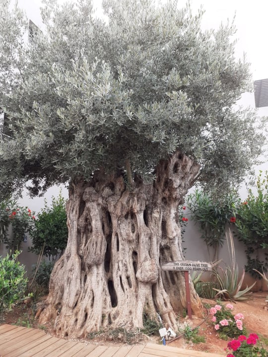 Gartenanlage Lyttos Beach Hotel