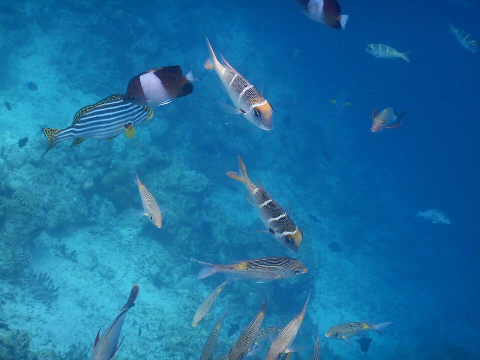 Meedhupparu Adaaran Select Meedhupparu Island Resort - Premium All Inclusive