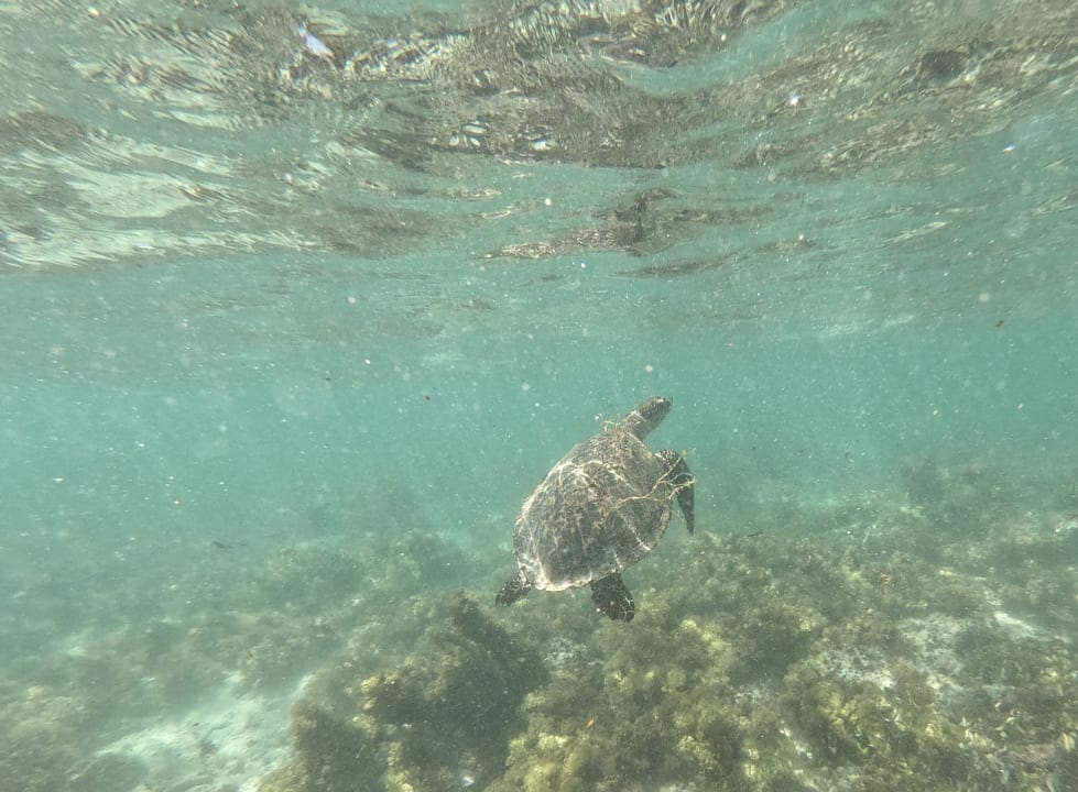 Strand Radisson Blu Poste Lafayette Resort & Spa - Adults only